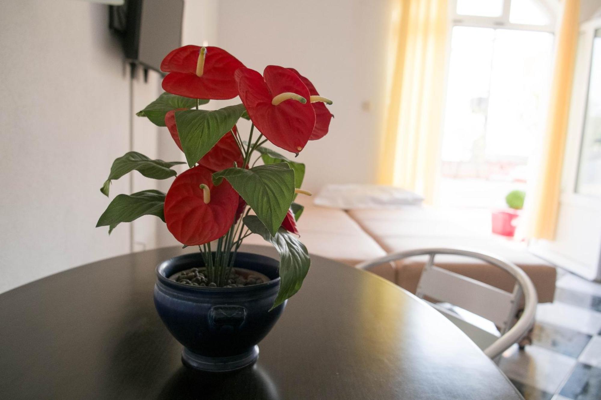 Apartments Damjanovic 马卡尔斯卡 客房 照片